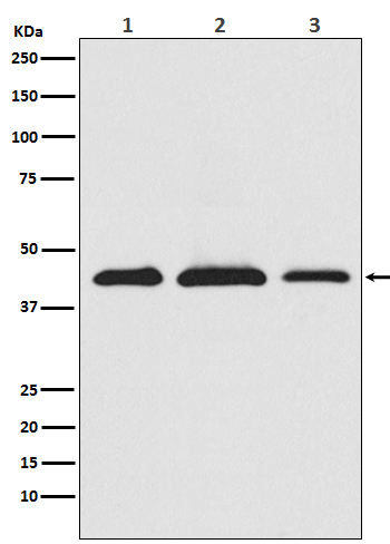 Western blot analysis of PRAS40 expression in (1) HeLa cell lysate; (2) RAW 264.7 cell lysate; (3) PC12 cell lysate.