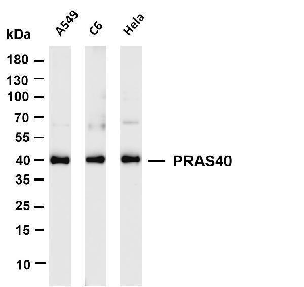 Various whole cell lysates were separated by 4-20% SDS-PAGE, and the membrane was blotted with anti-PRAS40 antibody