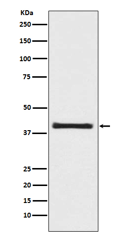 Western blot analysis of PRAS40 expression in 293T cell lysate