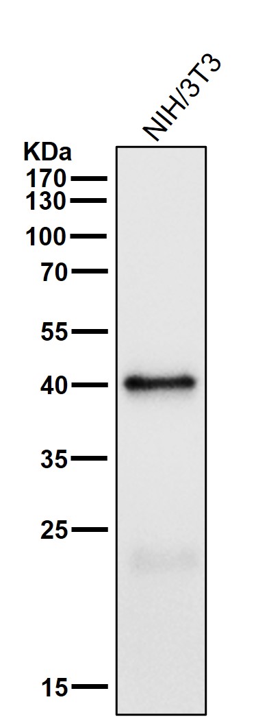 All lanes use the Antibody at 1:1K dilution for 1 hour at room temperature
