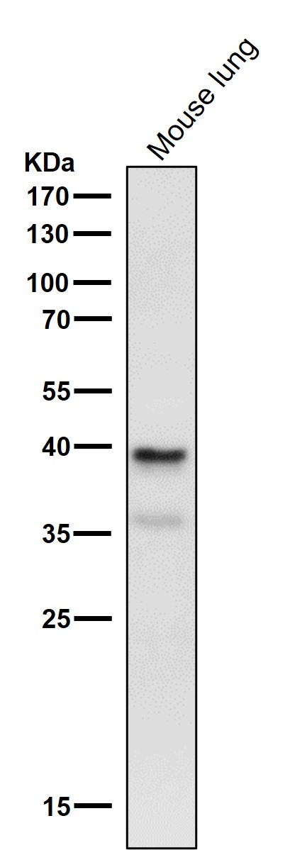 All lanes use the Antibody at 1:2K dilution for 1 hour at room temperature
