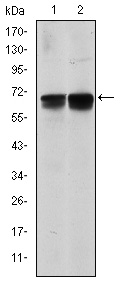 m03630 1 blnk primary antibodies wb testing 2
