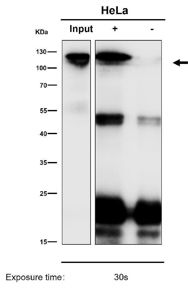 Immunoprecipitate (IP) analysis using the Antibody at 1:50 dilution