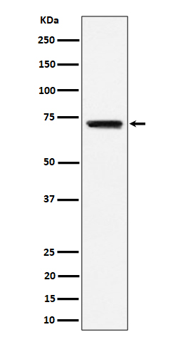Western blot analysis of BLNK expression in Raji cell lysate