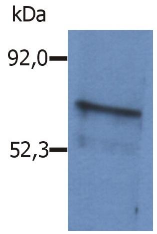 m03630 ms blnk primary antibodies wb testing 1