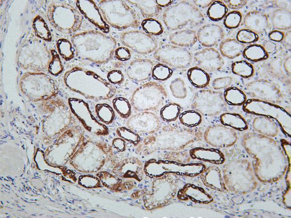 Human kidney was stained with Anti-MTCO2 rabbit antibody