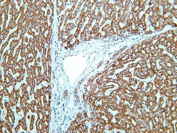 Human liver was stained with Anti-MTCO2 rabbit antibody