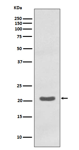Western blot analysis of MTCO2 expression in K562 cell lysate