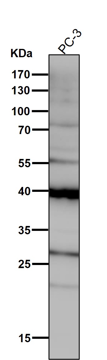 m03637 1 wb9