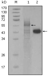 Western Blot analysis using PAR4 Monoclonal Antibody against full-length Trx-PAR4 recombinant protein (1) and HeLa cell lysate (2)