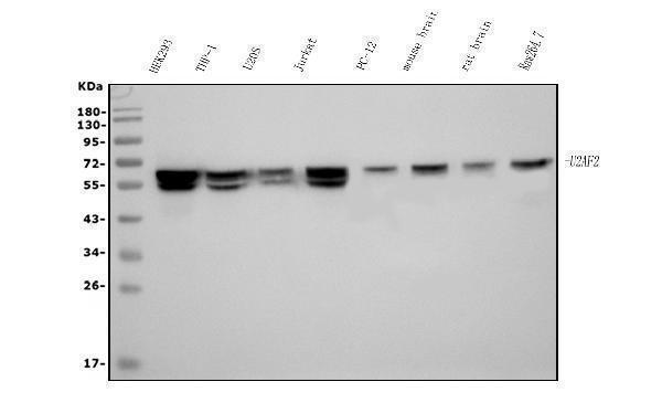 m03639 1 u2af2 primary antibodies wb testing 1