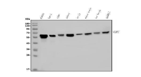 m03639 u2af2 primary antibodies wb testing 1