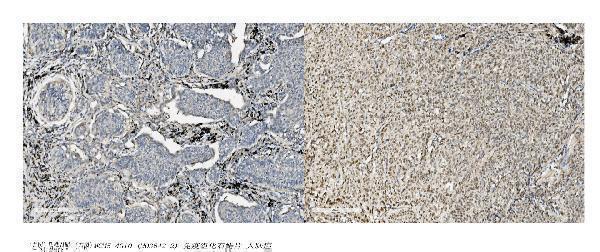 m03642 2 mcm5 primary antibodies ihc testing 3