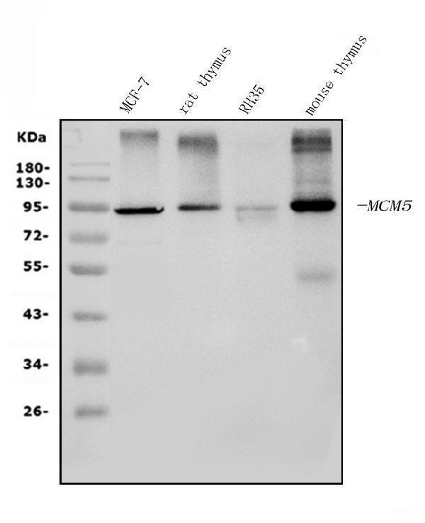 m03642 2 mcm5 primary antibodies wb testing 1_1
