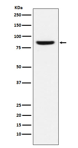 Western blot analysis of MCM5 expression in MCF-7 cell lysate