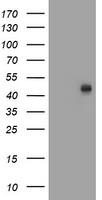 m03649 anti cpo mouse monoclonal antibody clone id oti1c1 wb testing 1