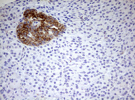 m03650 anti hadhsc hadh mouse monoclonal antibody clone id oti3d12 ihc testing 3