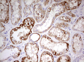 m03650 anti hadhsc hadh mouse monoclonal antibody clone id oti3d12 ihc testing 5
