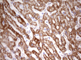 m03650 anti hadhsc hadh mouse monoclonal antibody clone id oti3d12 ihc testing 6