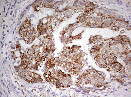 m03650 anti hadhsc hadh mouse monoclonal antibody clone id oti3d12 ihc testing 7