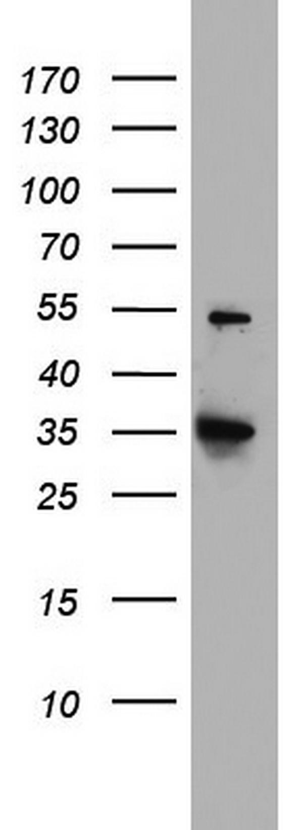 m03650 anti hadhsc hadh mouse monoclonal antibody clone id oti3d12 wb testing 1