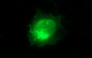 Anti-ICAM3 mouse monoclonal antibody (M03651-2) immunofluorescent staining of COS7 cells transiently transfected by pCMV6-ENTRY ICAM3