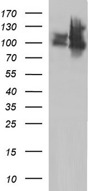 HEK293T cells were transfected with the pCMV6-ENTRY control (Left lane) or pCMV6-ENTRY ICAM3 (Right lane) cDNA for 48 hrs and lysed