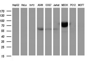 Western blot analysis of extracts (35ug) from 9 different cell lines by using anti-ICAM3 monoclonal antibody (HepG2: human; HeLa: human; SVT2: mouse; A549: human; COS7: monkey; Jurkat: human; MDCK: canine; PC12: rat; MCF7: human)