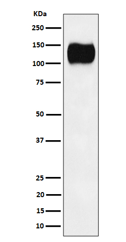 Western blot analysis of ICAM3 / CD50 expression in Ramos cell lysate.