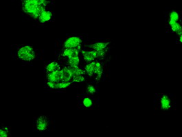 m03653 anti kindlin 2 fermt2 mouse monoclonal antibody clone id oti9e4 if testing 12