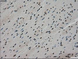 m03653 anti kindlin 2 fermt2 mouse monoclonal antibody clone id oti9e4 ihc testing 10