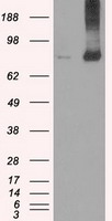 HEK293T cells were transfected with the pCMV6-ENTRY control (Left lane) or pCMV6-ENTRY FERMT2 (Right lane) cDNA for 48 hrs and lysed