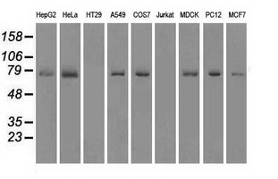 Western blot analysis of extracts (35ug) from 9 different cell lines by using anti-FERMT2 monoclonal antibody