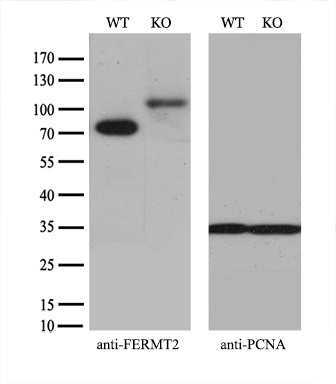 m03653 anti kindlin 2 fermt2 mouse monoclonal antibody clone id oti9e4 wb testing 3