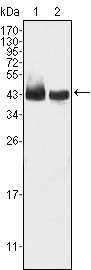 m03661 klf15 primary antibodies wb testing 1