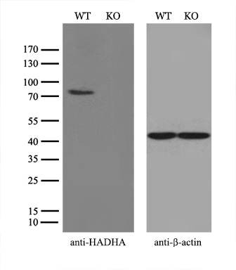 Equivalent amounts of cell lysates (10 ug per lane) of wild-type 293T cells (WT) and HADHA-Knockout 293T cells (KO) were separated by SDS-PAGE and immunoblotted with anti-HADHA monoclonal antibody M03666