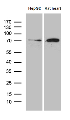 Western blot analysis of extracts (35ug) from HepG2 cell line and rat heart tissue lysate by using anti-HADHA monoclonal antibody (1:500)