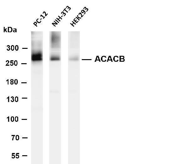 Various whole cell lysates were separated by 4-8% SDS-PAGE, and the membrane was blotted with anti-ACACB antibody