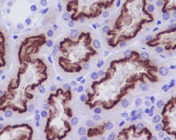 Immunohistochemical analysis of paraffin-embedded human kidney, using Cubilin Antibody