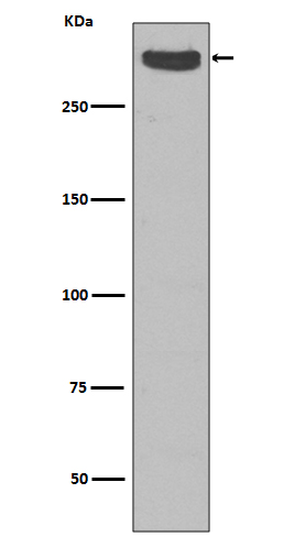 Western blot analysis of Cubilin expression in Human fetal kidney lysate