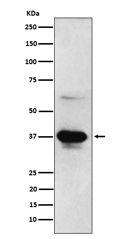 m03671 1 wb