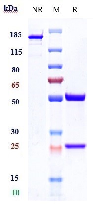 Anti-PSGL1/CD162 Reference Antibody (neihulizumab) on SDS-PAGE under reducing (R) condition