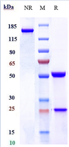 Anti-KIR3DL2/CD158k Reference Antibody (lacutamab) on SDS-PAGE under reducing (R) condition