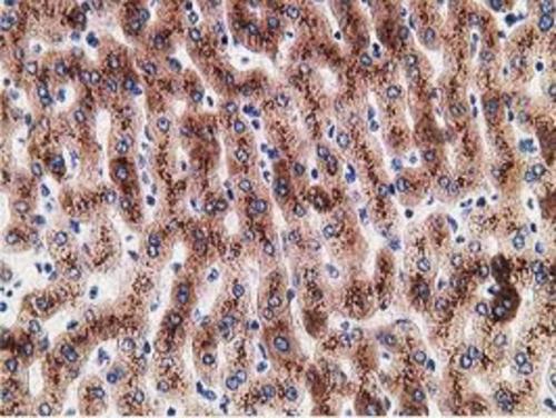 m03682 2 lman1 primary antibodies ihc testing 7