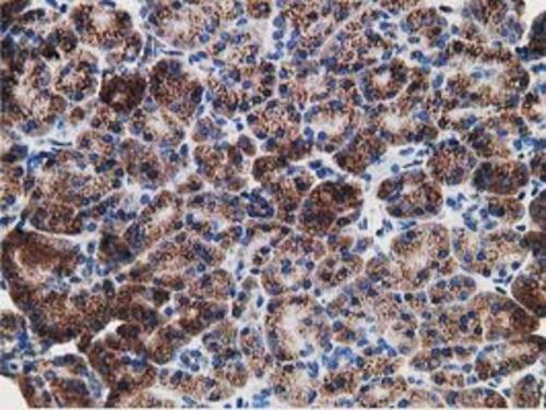 m03682 2 lman1 primary antibodies ihc testing 8