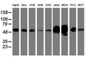 Western blot analysis of extracts (35ug) from 9 different cell lines by using anti-LMAN1 monoclonal antibody