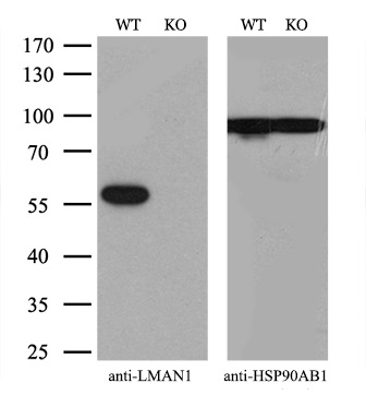 m03682 2 lman1 primary antibodies wb testing 4_2