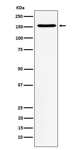 Western blot analysis of WAPL expression in Jurkat cell lysate