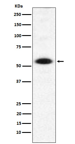 Western blot analysis of DMAP1 expression in Hela cell lysate