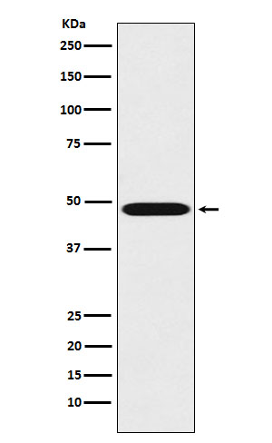 Western blot analysis of Renin expression in K562 cell lysate